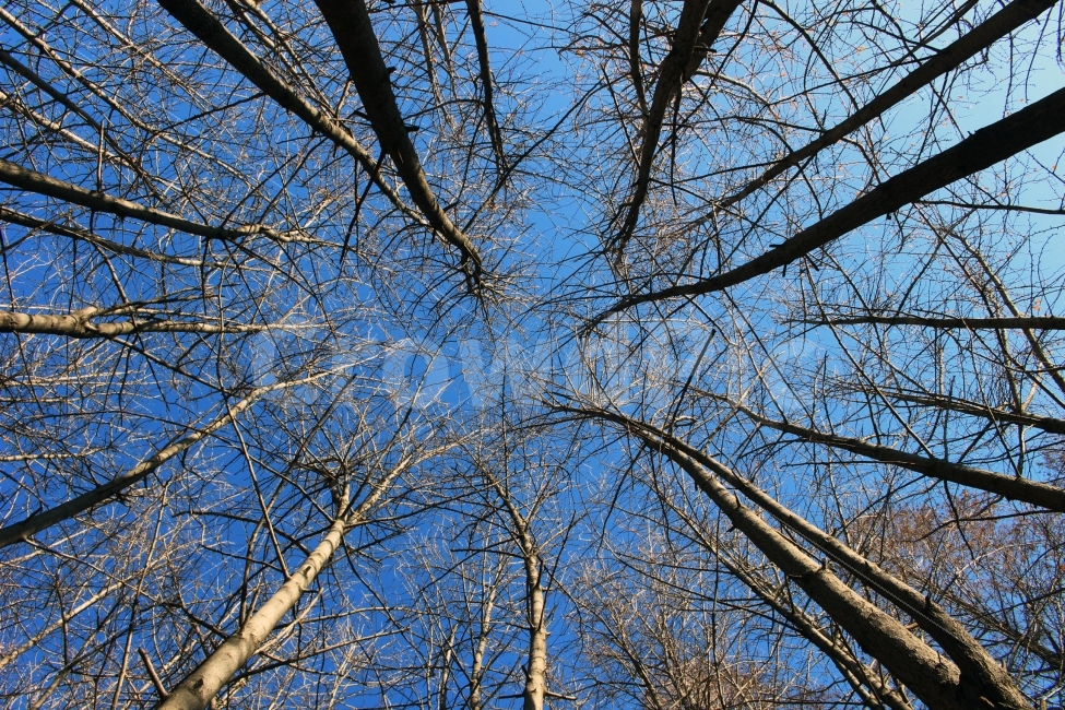나무,가지,수풀,빼곡,가을,기둥,야외,자연,배경,텍스쳐,background,texture,하늘,자연,풍경,nature,landscape,tree,plant,식물,tree trunk,나무 줄기