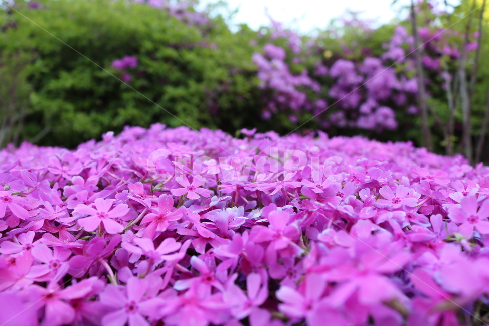 꽃,꽃잎,식물,자연,보라색,식물,자연,plants,nature,꽃,flower