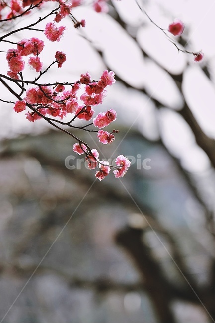 홍매화,매화,꽃,apricotflower,pinkflower,봄,계절,spring,season,식물,자연,plants,nature,꽃,flower,plant,blossom