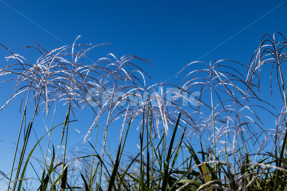 하늘공원억새,억새풀,억새,억새밭,억새풀밭,하늘공원억새풀,식물,자연,plants,nature