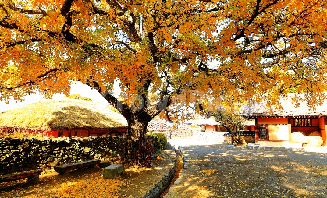 외암민속마을,은행나무,단풍,가을,초가집,집,민속마을,가을,계절,fall,autumn,season,tree,나무,plant,식물,path,통로,walkway,보도,tree trunk,나무 줄기