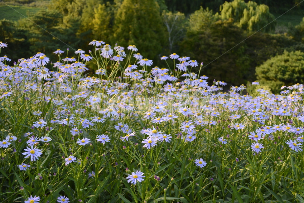 감성,감성사진,꽃,풍경,빛,코스모스,잠실,가을,올림픽공원,식물,자연,plants,nature,꽃,flower