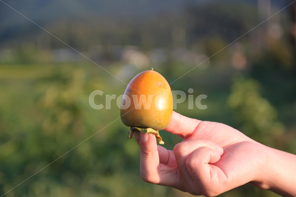 감,덜익은,음식,food,손위에,음식,식재료,요리,food,cook,meal,dishes,food reserves,과일,열매,fruit