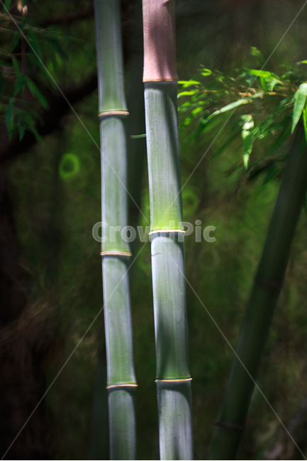 대나무,빛,자연,보케,초록,식물,자연,plants,nature,나무,trees,wood,휴식,힐링,rest,relaxation,healing