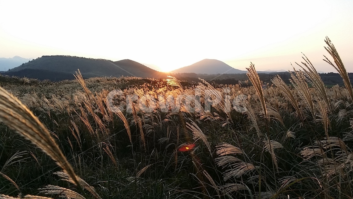 해질녘,억새풀,풀밭,노을,갈대,억새,가을,계절,fall,autumn,season,자연,풍경,nature,landscape,grass,잔디,plant,식물,lawn