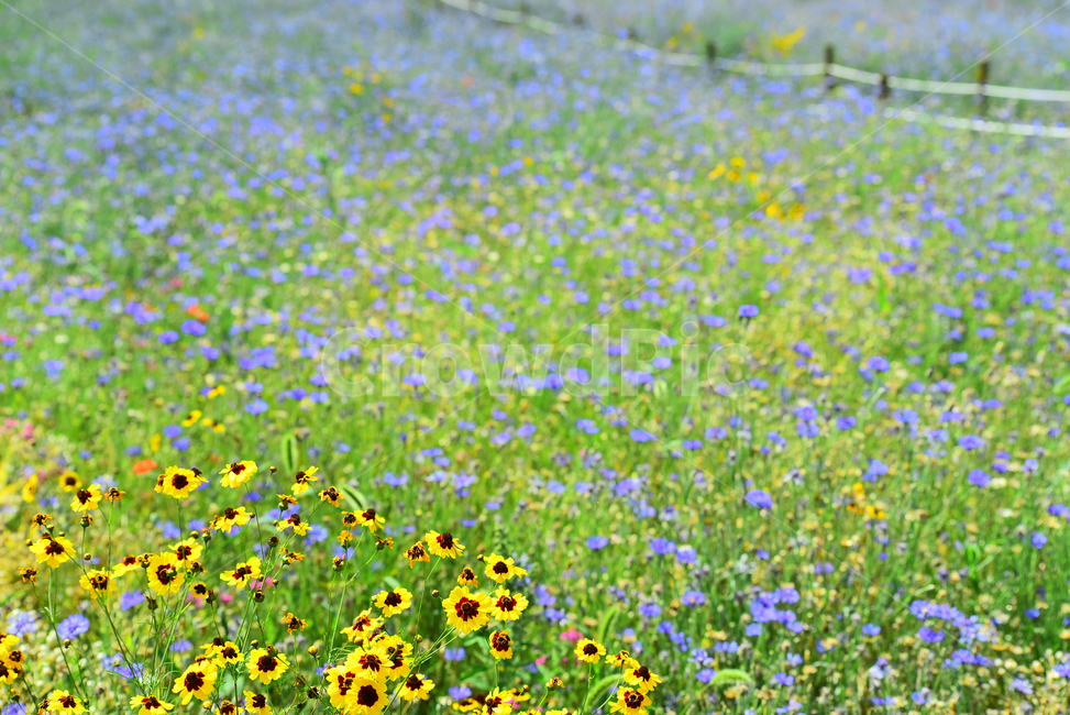 꽃밭,꽃길,전원풍경,시즌,계절,season,flowers,수레국화,금계국,배경,바탕,백그라운드,flowergarden,가느,정원,6월,목가적,풍경,landscape,들꽃,꽃누리,background,힐링,healing
