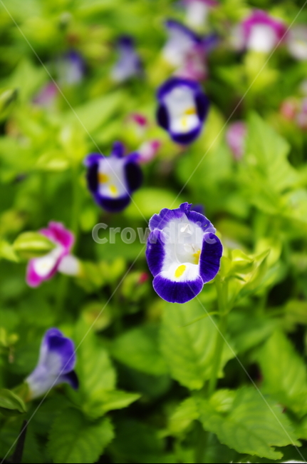 꽃,flower,식물,plant,자연,nature,color