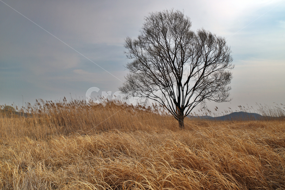 우음도,왕따나무,시화호,화성시,간척지,갈대밭,초원,자연,자연,풍경,nature,landscape