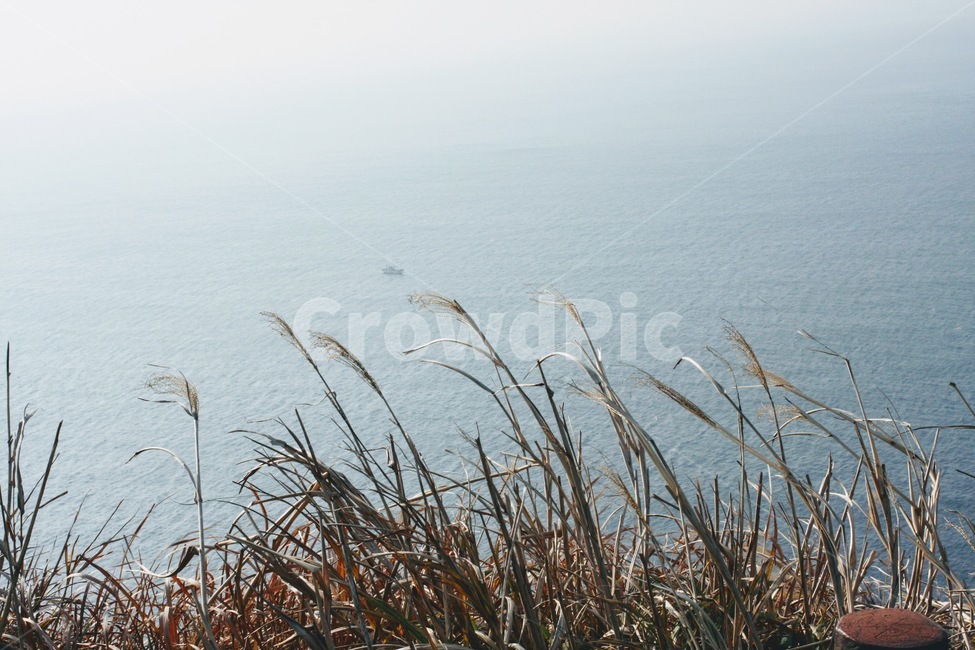 갈대,reed,식물,plant,산책,걷기,풍경,scene,바다