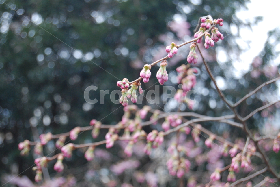 flower,꽃,blossom,꽃망울,겨울,봄,식물,자연,plants,nature