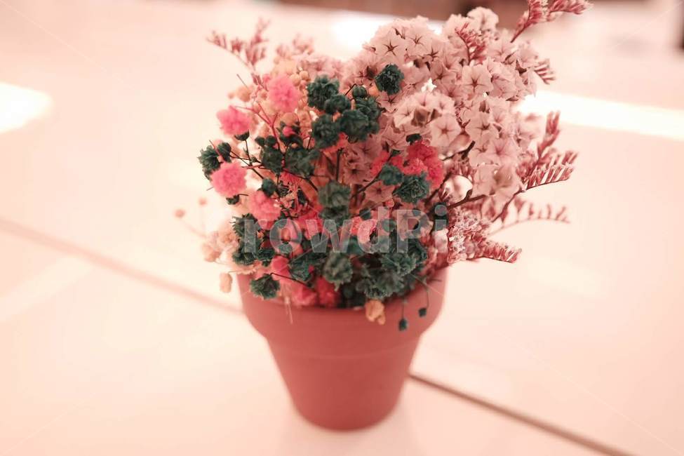 꽃화분,화분,카페소품,드라이플라워,인테리어,소품,꽃,flower,실내용화초,화분,화초,house plant,인테리어,실내디자인,interior design