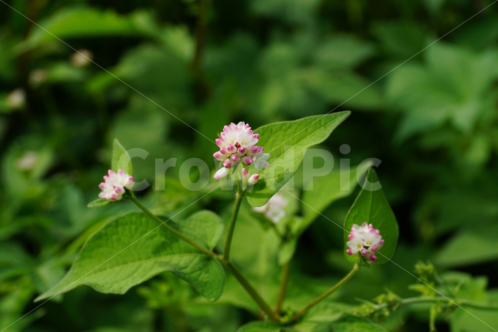 고마리,고마리꽃,야생화,야생식물,식물,자연,꽃사진,꽃,플라워,Ditchpersicaria,flower,flowers,nature,plant,plants,9월,September,가을,가을꽃,autumn,fall,계절,season,이파리,그린,green,녹색,푸른,푸르다,감성,감성사진,힐링,힐링사진,느낌,분위기,feel,feeling,한국자연,한국식물,한국꽃,한국야생화,한국야생식물,한국,korea,풍경,landscape,snap,snpshot,스냅,스냅사진,스넵,스넵사진,경치,식물,자연,plants,nature,꽃,flower