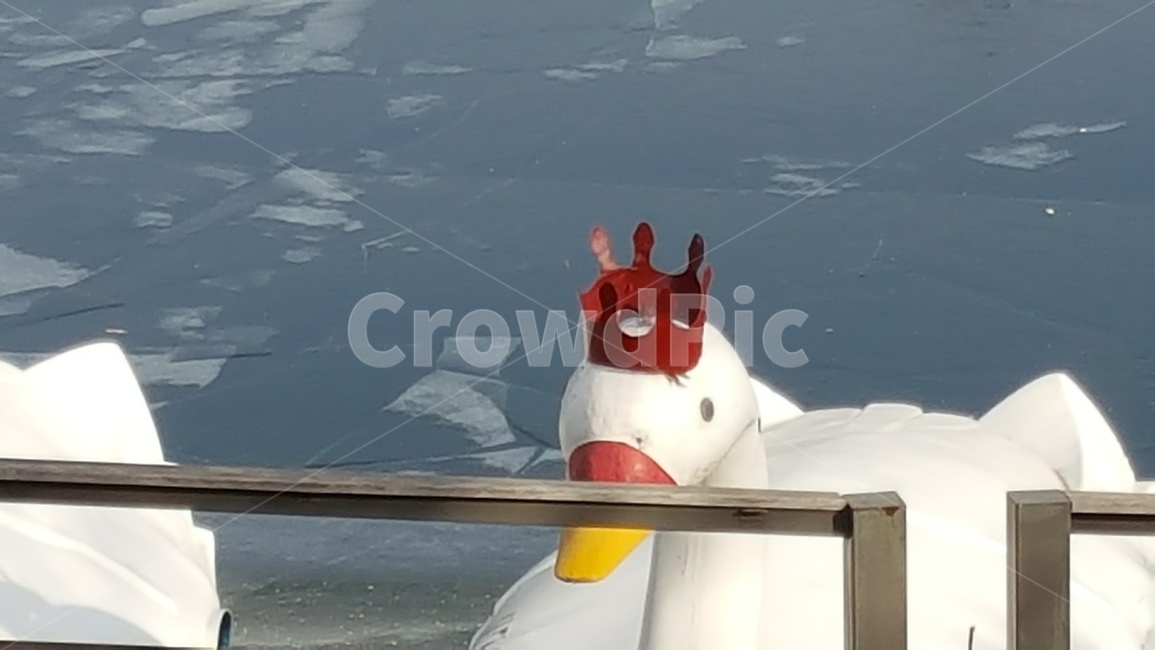 호수,오리배,춘천,공지천,유원지,공원,겨울,계절,winter,season