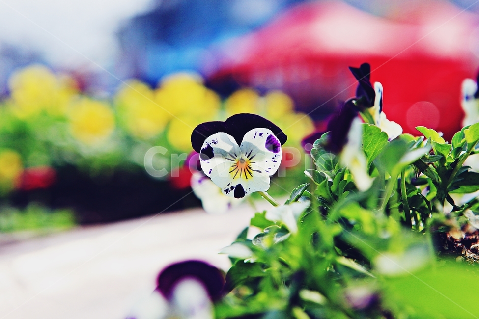 봄꽃,꽃,식물,자연,배경,식물,자연,plants,nature,꽃,flower