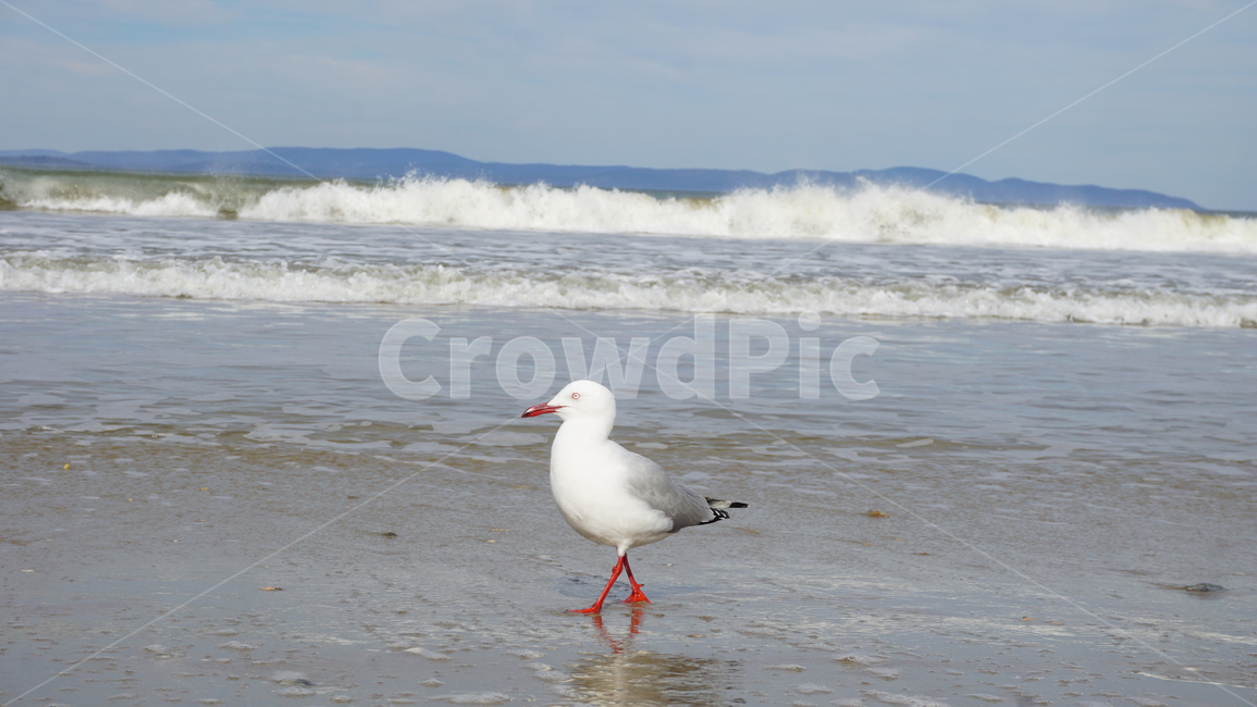 bird,새,animal,동물,ocean,대양,outdoors,물,water,자연,nature,옥외,sea,바다,seagull,갈매기,동물,animal,조류,새,birds