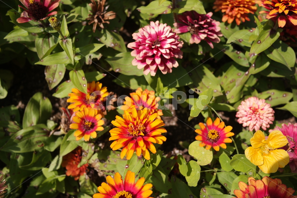 봄,꽃,flower,예쁜,달리아,식물,자연,plants,nature,꽃,flower
