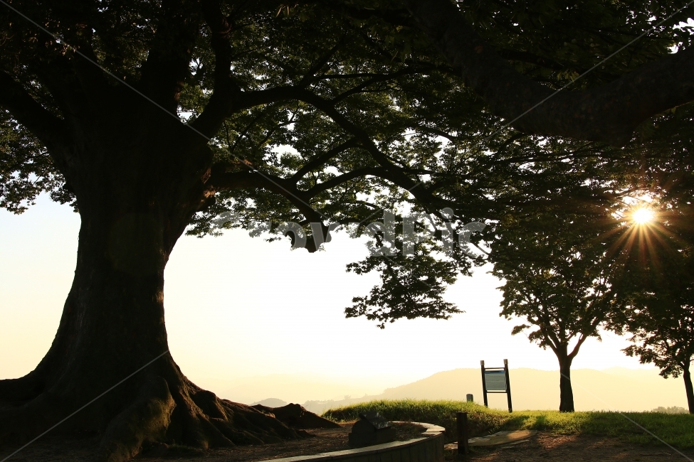 사랑나무,부여,성흥산성,연인,일몰,휴식,사랑,자연,풍경,nature,landscape,식물,plants,나무,trees,wood,tree,plant