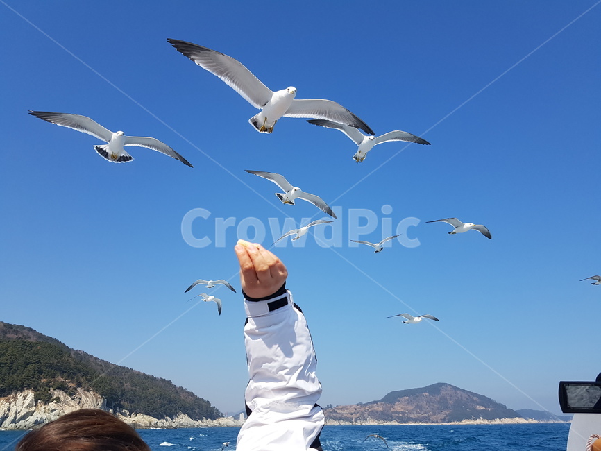 바다,갈매기,바다갈매기,새,바다새