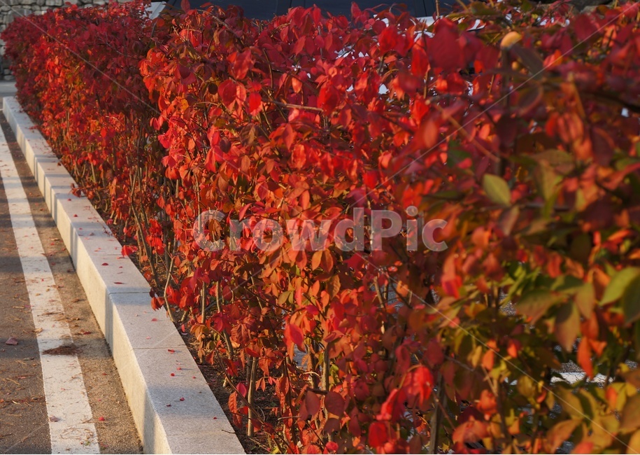빨간단풍,화살나무,가을,울타리식물,낙엽,관목,귀전우,단풍놀이,가을,계절,fall,autumn,season,plant,식물,leaf,잎,tree,나무,maple,단풍