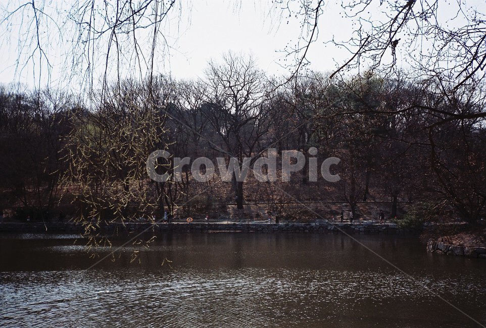 nature,자연,outdoors,옥외,겨울,winter,연못,필름,film,필름사진,tree,plant,나무,식물,water,물