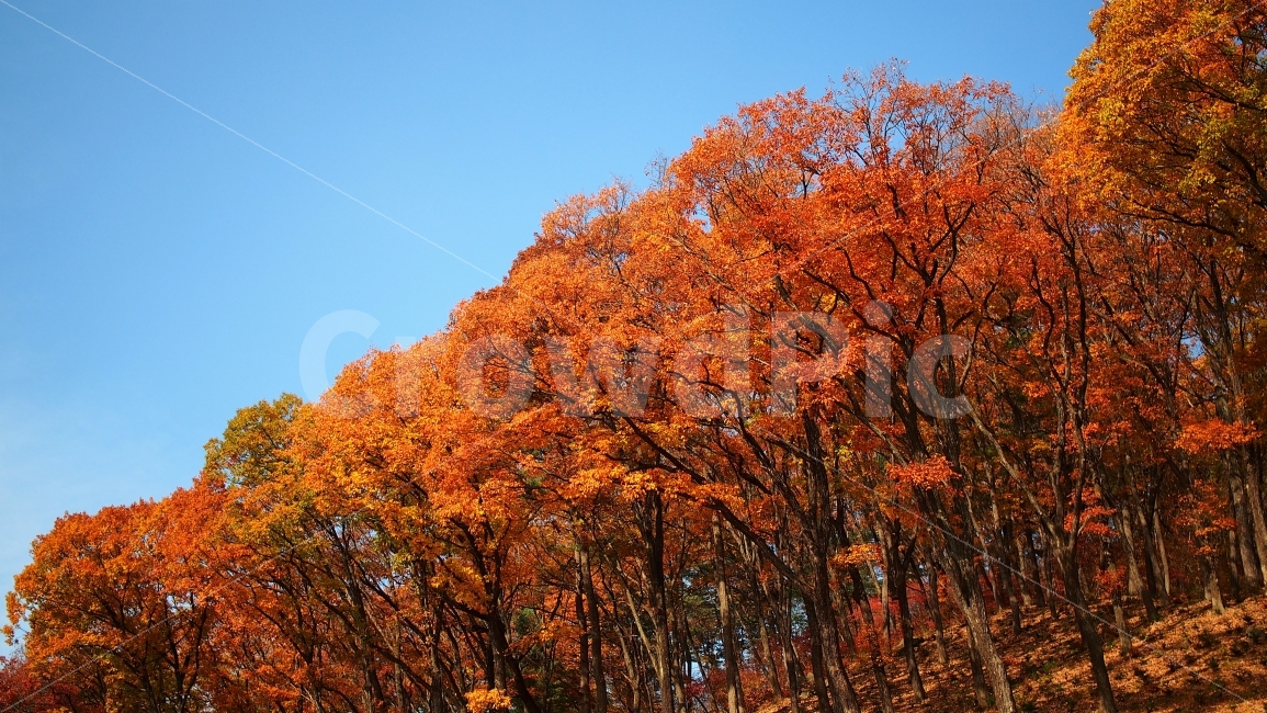 가을,단풍,풍경,나무,숲,공원,여행,산책,물든,감성,배경,자연,11월,만추,소풍,가을,계절,fall,autumn,season,자연,풍경,nature,landscape,식물,plants,나무,trees,wood,tree,plant,maple