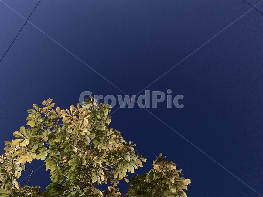 plant,식물,tree,나무,하늘,가을,분위기,감성