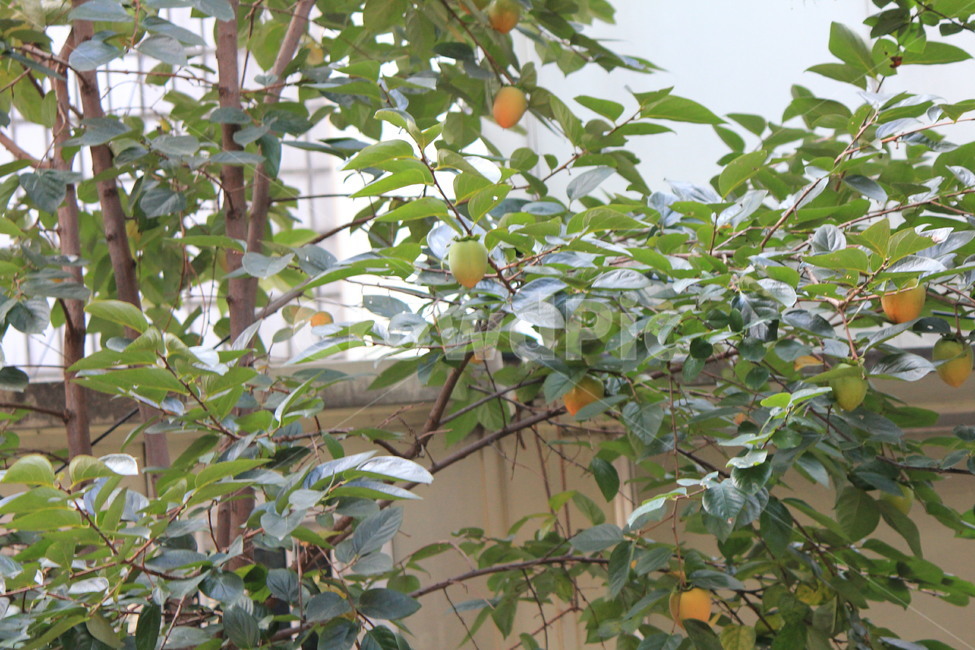 plant,식물,fruit,과일,food,음식,produce,persimmon,감,귤,식물,자연,plants,nature,과일,열매,fruit