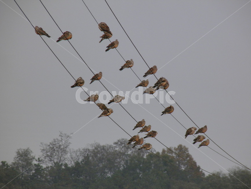 새,자연,아름다운,풍경,자연적인,동물,animal,조류,새,birds