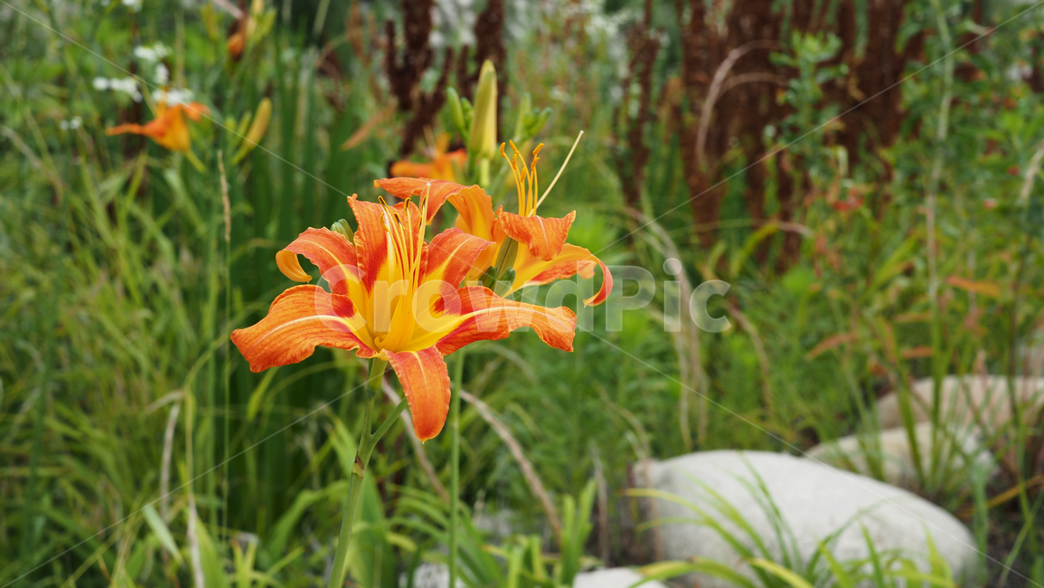 야생화,꽃,주황색,wildflower,flower,orange