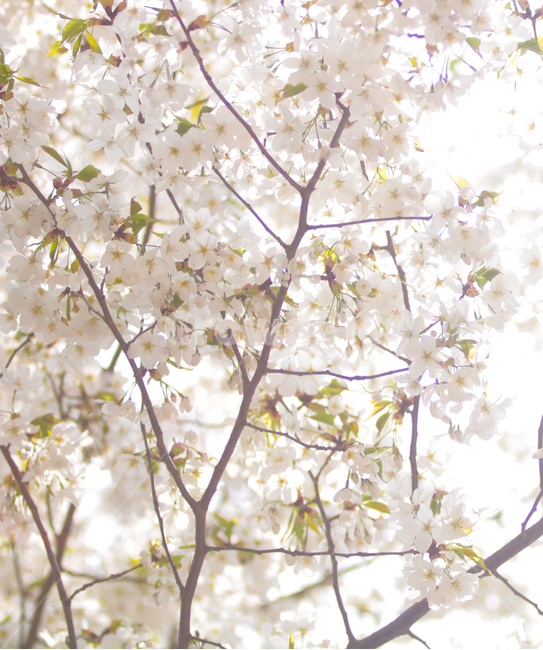 벚꽃,꽃,나무,봄,풍경,봄,계절,spring,season,식물,자연,plants,nature,꽃,flower,plant,blossom