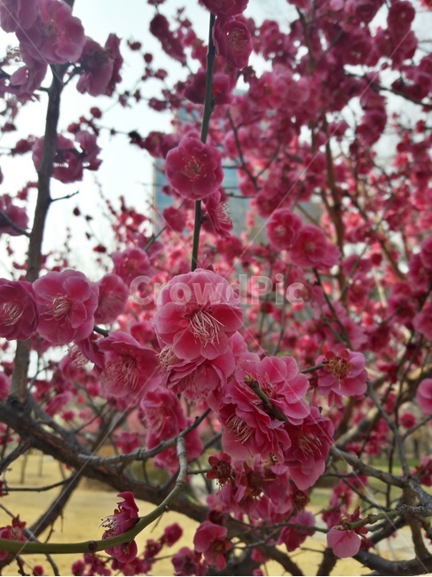 꽃,식물,flower,꽃나무,plant,flowers
