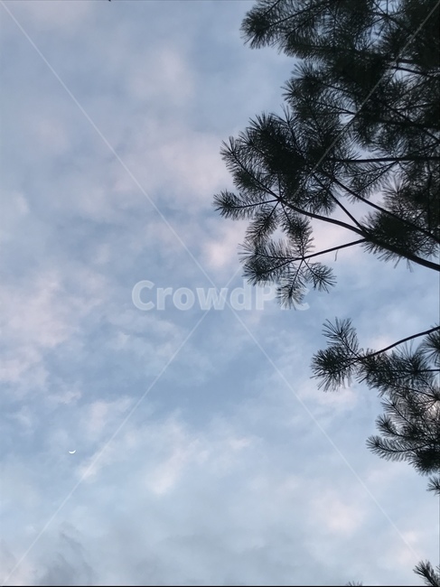 자연,하늘,나무,구름,풍경,힐링,sky,blue,tree