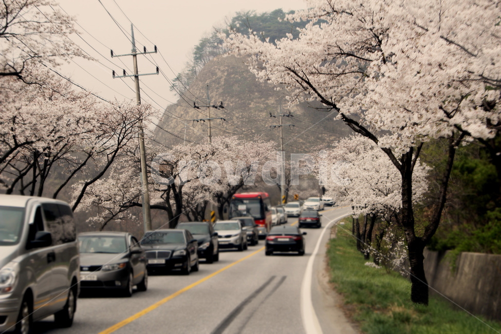 꽃,벚꽃길,길,봄,봄꽃길,봄,계절,spring,season,교통,교통수단,traffic,transportation,automobile,자동차,vehicle,차량,car,차,wheel,바퀴,machine,기계