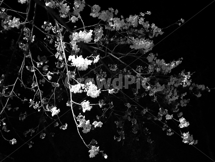 벚꽃,야경,밤,산책,나무,식물,벚,꽃,flower,tree,plant,cherry,blossom,night,봄,spring