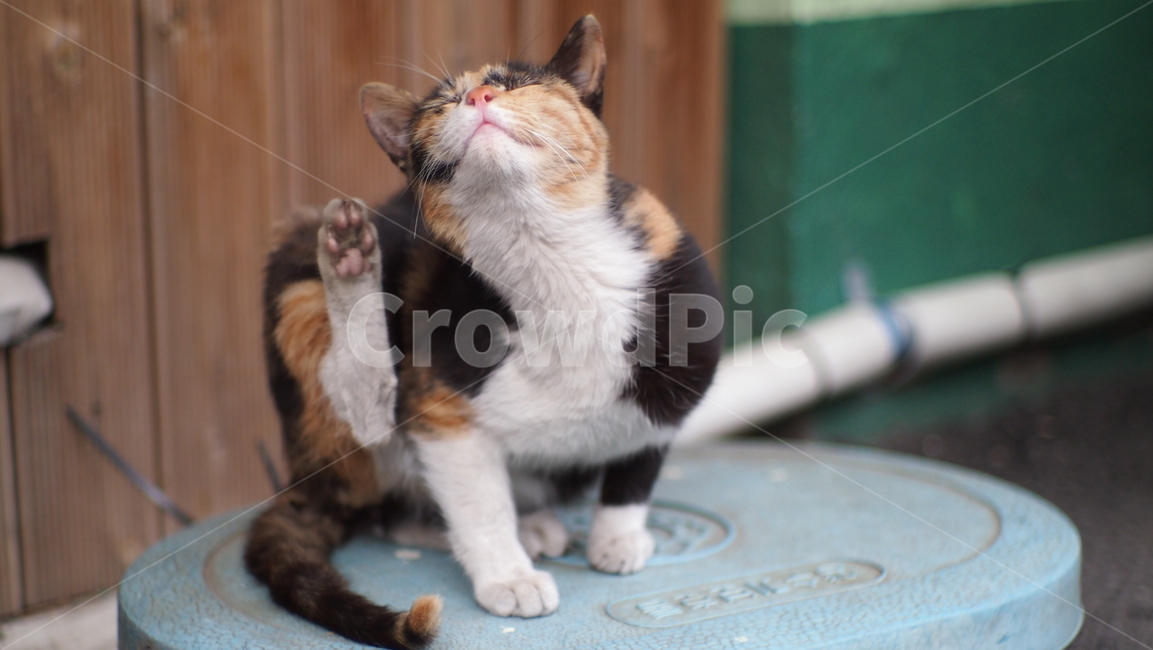 pet,애완동물,동물,고양이,animal,cat,길고양이,길냥이