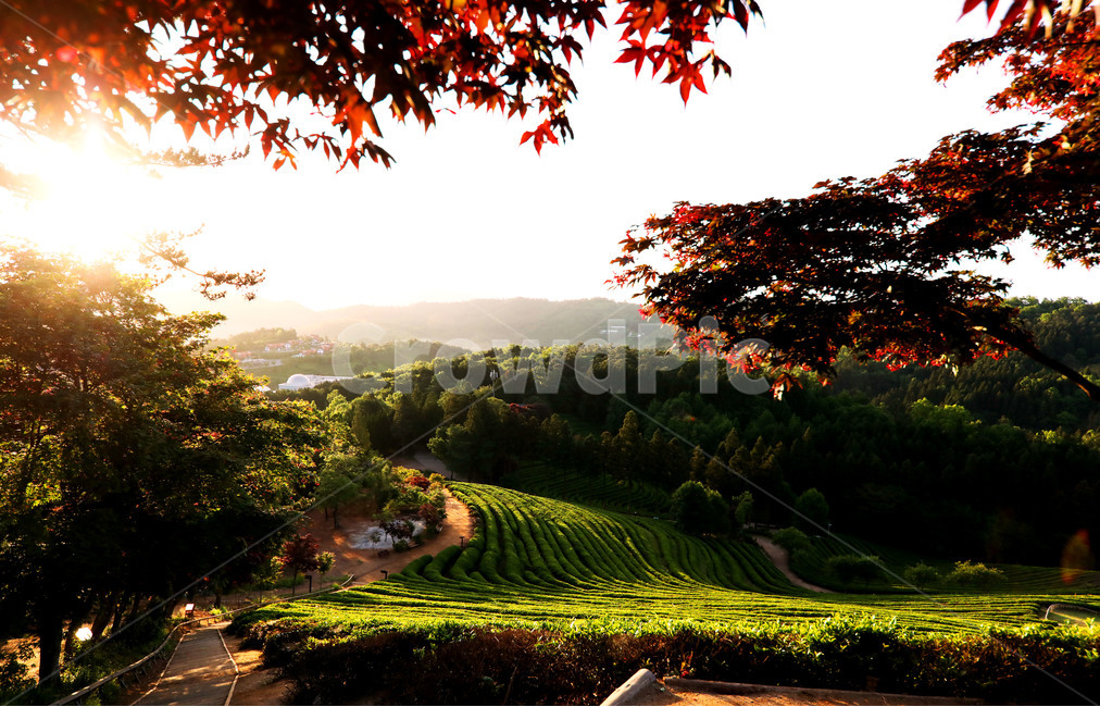 보성,녹차밭,전라도,풍경,일출,여행,푸른,하늘,자연,풍경,nature,landscape,식물,plants,outdoors,옥외