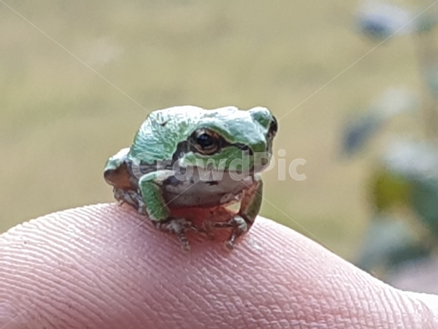 청개구리,개구리,파충류,귀여움,작은,동물,animal,파충류,양서류,reptile,amphibian