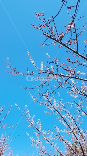 매화,꽂,봄,자연,나무