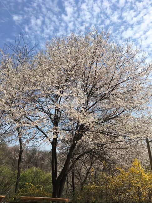 벚꽃,벚꽃놀이,꽃,꽃놀이,벚꽃길,안산벚꽃,봄,봄,계절,spring,season,식물,자연,plants,nature,꽃,flower,tree,나무,plant,tree trunk,나무 줄기
