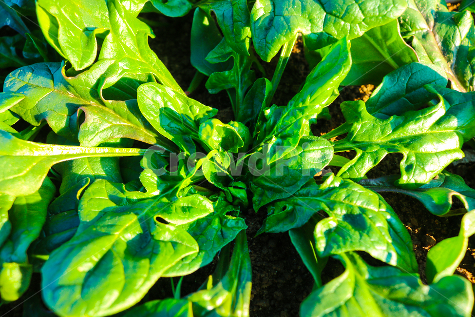 시금치,야채,spinach,vegetable,밭,food,음식,plant,식물,채소,야채,vegetables
