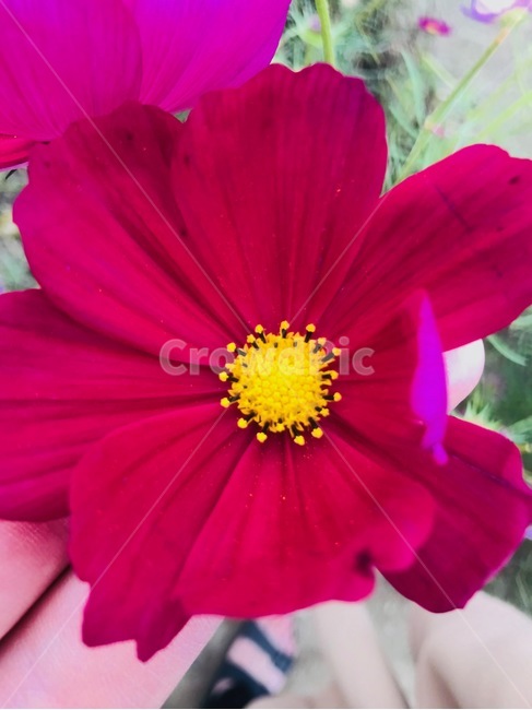 꽃,붉은,노랑,암술,꽃잎,접사,식물,자연,plants,nature,꽃,flower