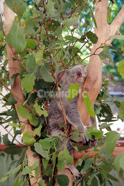 코알라,koala,동물,호주,잠자는코알라,유칼립투스,나무,tree,eucalyptus,동물,animal,포유류,mammal