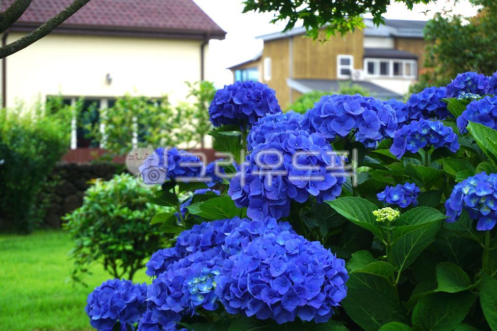 수국,수국축제,여름꽃,식물,꽃,자연,풀,꽃잎,보라색,파란색,파란꽃