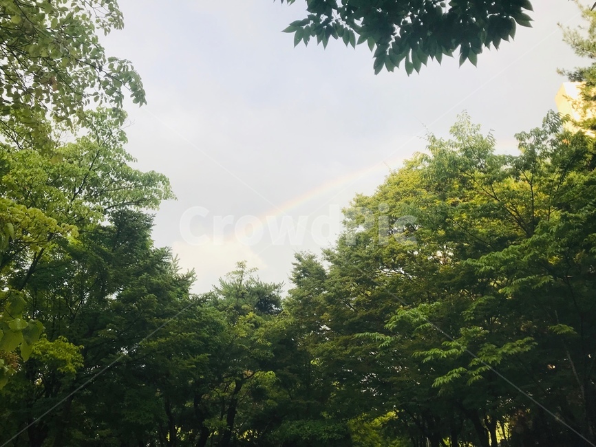 무지개,공원무지개,rainbow,자연,산뜻함