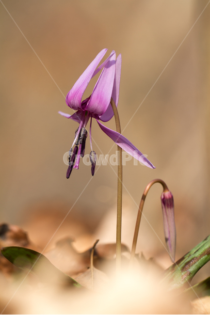 화야산,엘리지,봄,봄꽃,야생화,봄,계절,spring,season,식물,자연,plants,nature,꽃,flower,plant