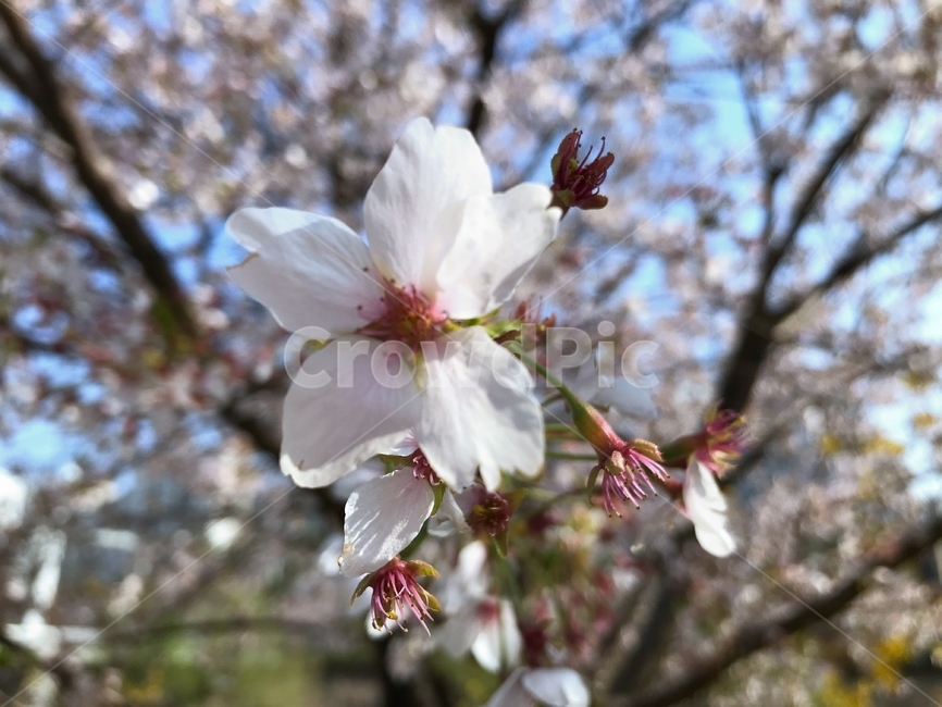 봄,벚꽃,꽃,사쿠라,spring,flower,season,cherry,pink,blossom,nature,blooming,branch,beautiful,sky,sakura,garden,tree,blue,하늘,자연,봄꽃,파랑,파란하늘,분홍