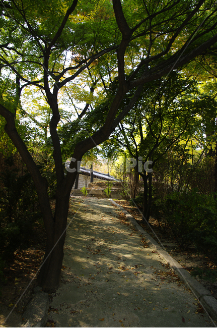 가을,단풍,나무,식물,plant,자연,nature,자연,풍경,nature,landscape,tree,tree trunk,나무 줄기