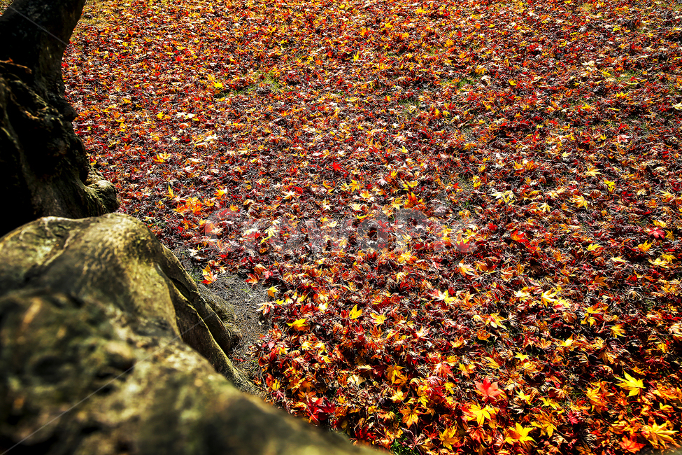 가을,단풍,낙엽,햇살,나무,가을,계절,fall,autumn,season,ground,바닥,blossom,꽃,petal,꽃잎,flower,plant,식물