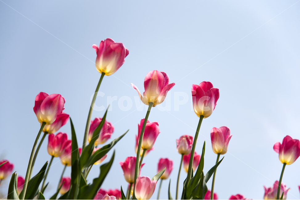 튤립,꽃,봄,꽃잎,식물,감성,자연,풍경,이쁜,계절,tulip,spring,flower,nature,plants,season,sky,하늘,식물,자연,plants,nature,꽃,flower