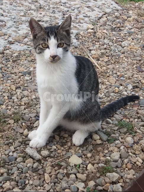 고양이,반려묘,자갈,말똥말똥,검정,하얀,색